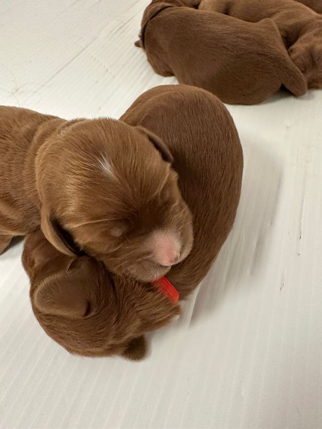 Mabel and Nelson's puppies are here!