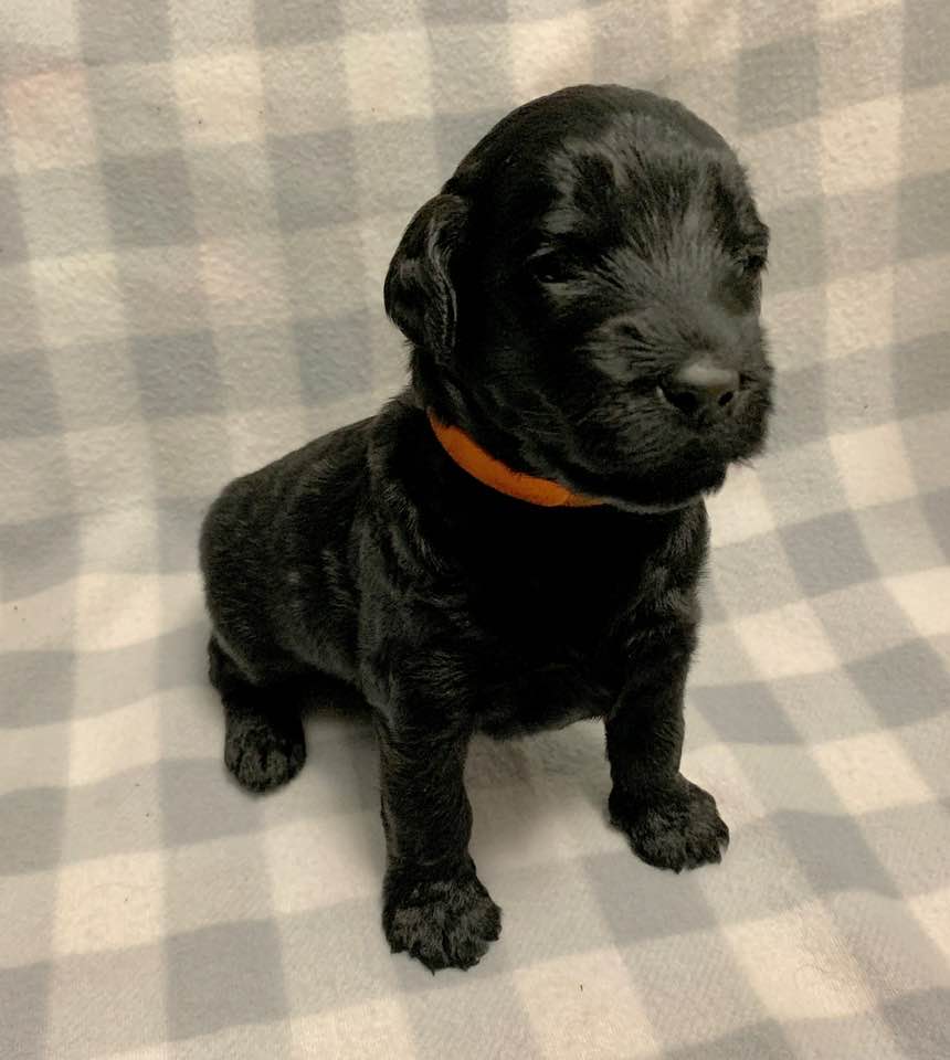 black labradoodle puppies Portland Oregon Vancouver Seattle