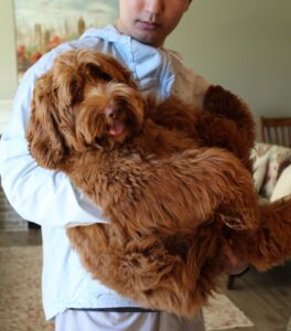 Suzy cradled in someone's arms at home