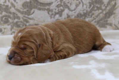 One week Keegan
