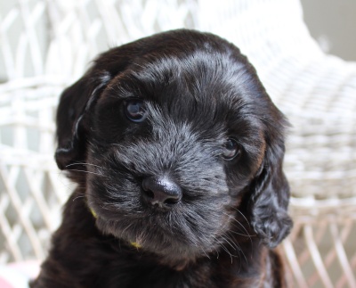 Kylie and Nelson's puppies are here!