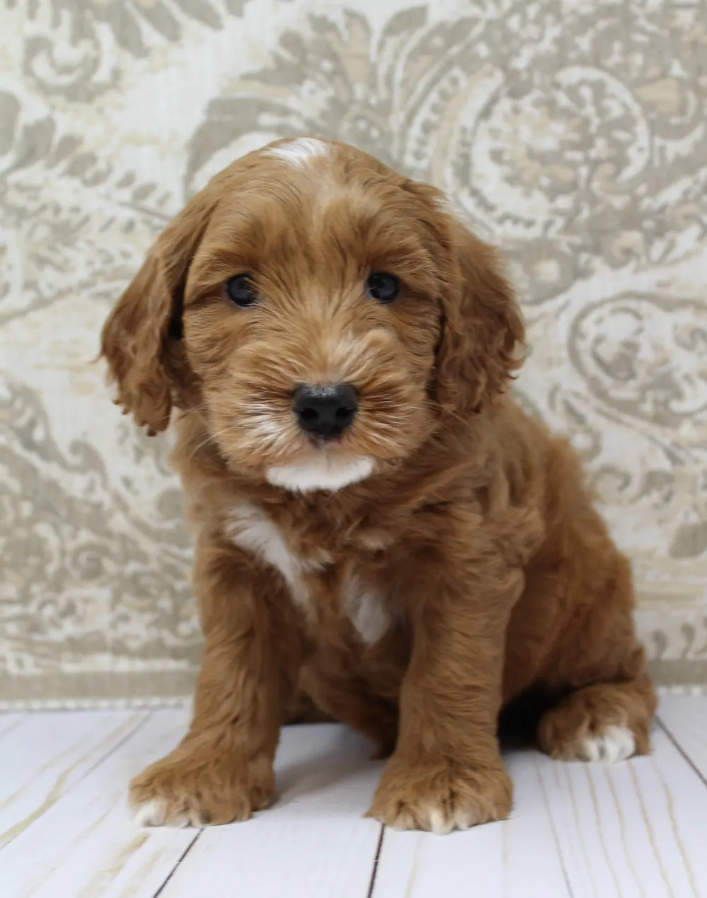 Ally and Watson’s litter is home