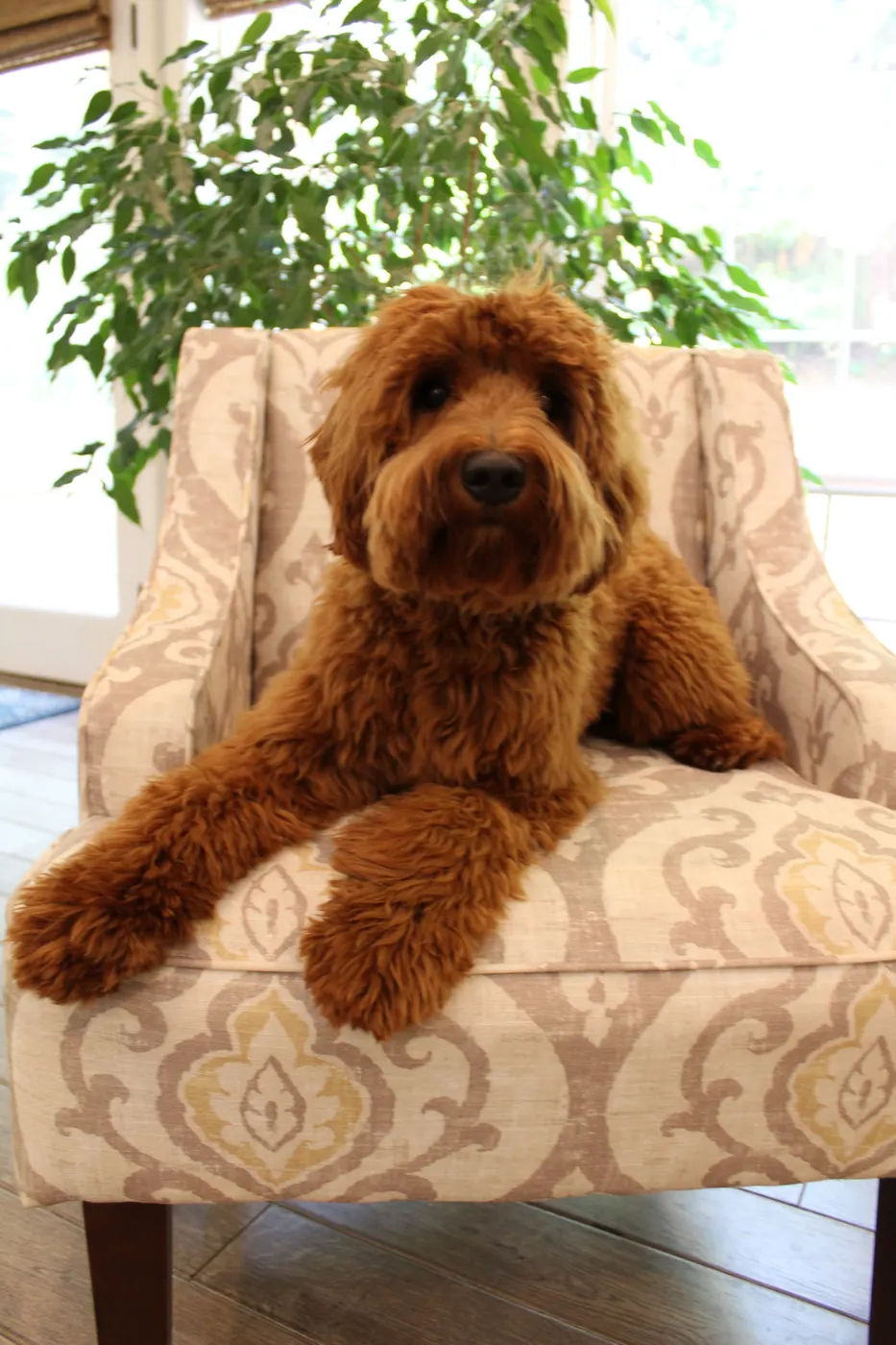 Valley Vineyard Labradoodle
