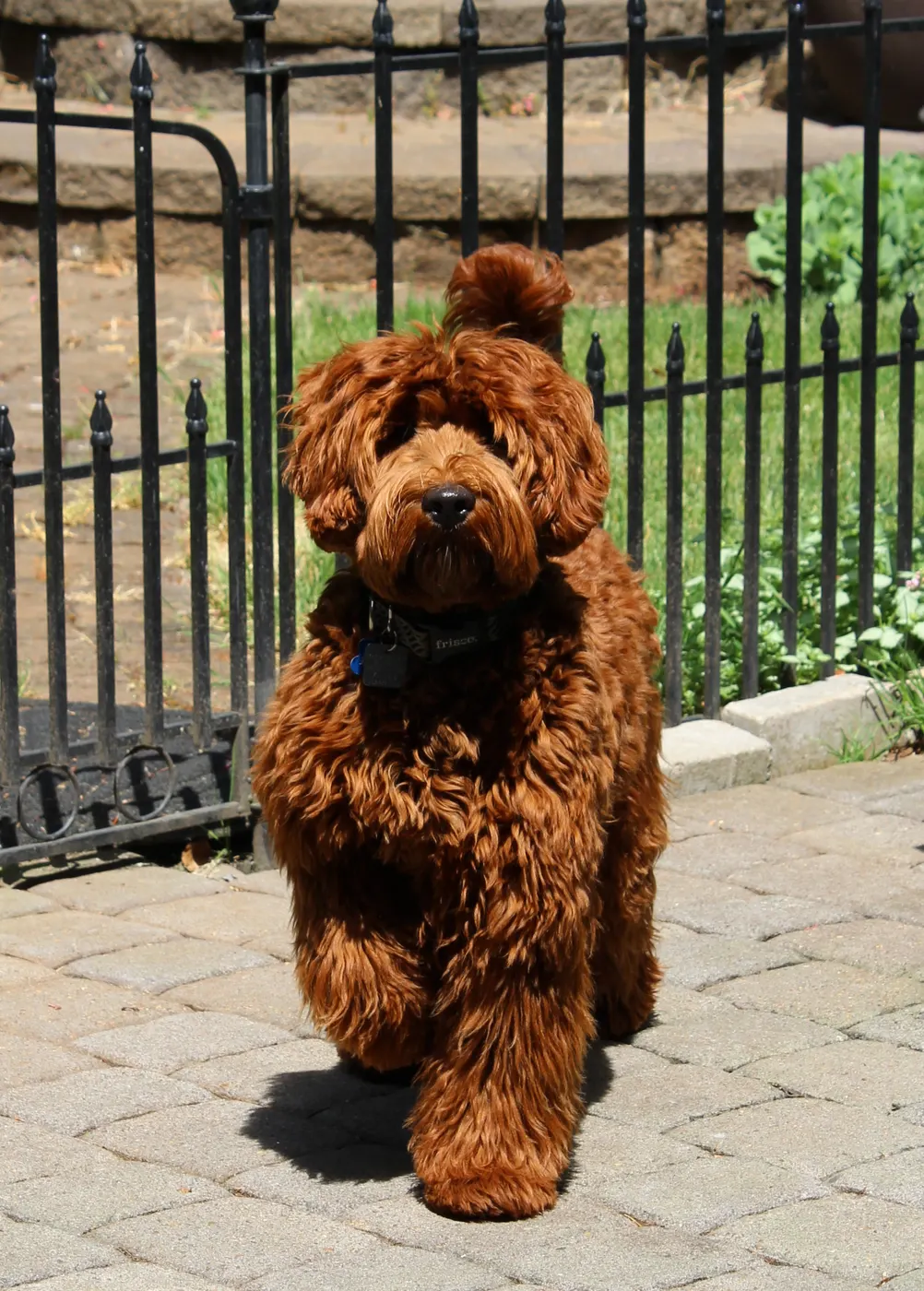 Valley Vineyard Labradoodle