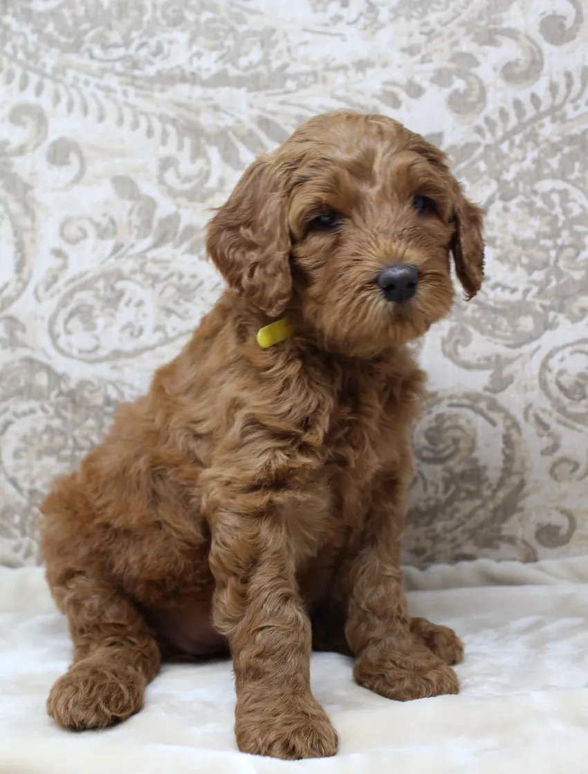 Bella and Barkley’s pups are home