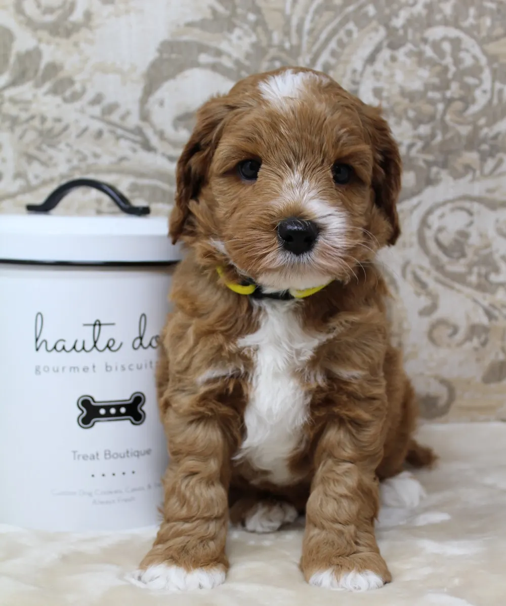 therapy dog puppy breeder nonshedding