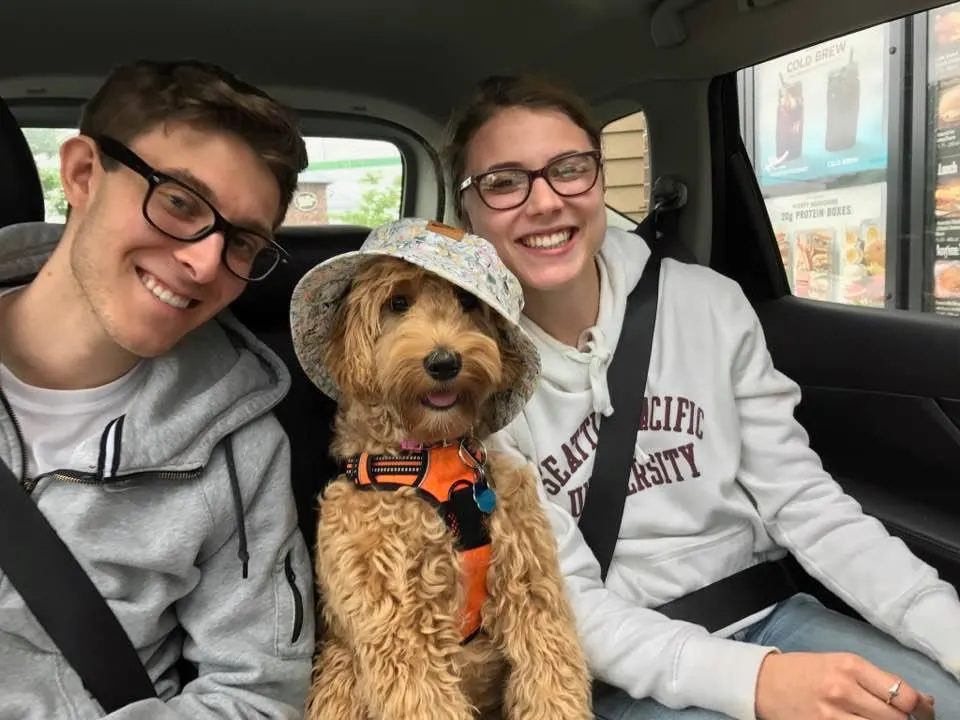 labradoodle breeders therapy Puppy Culture Oregon