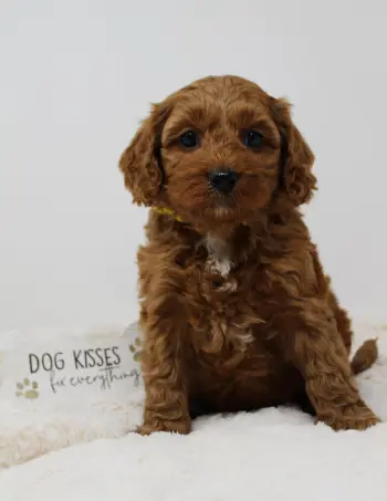 Six weeks Milly