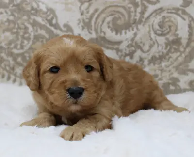 three weeks Andy 2
