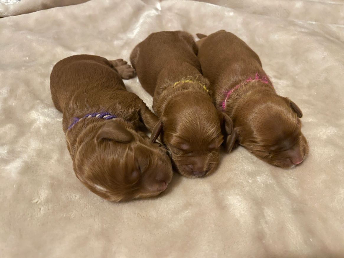 Litter girls