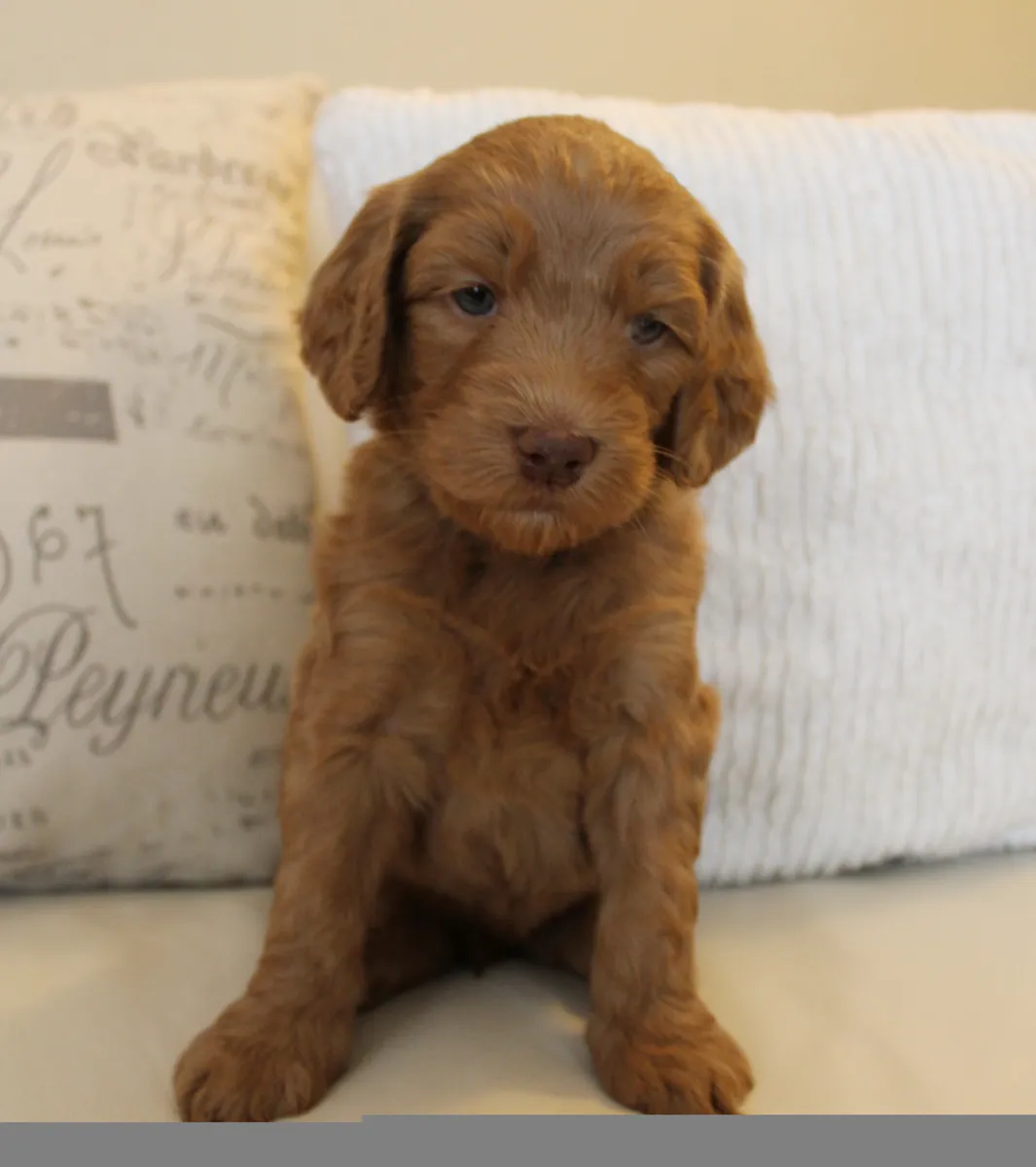 Roo and Basil’s puppies are with their forever families