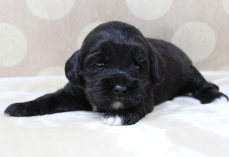 labradoodle breeder Sherwood Tigard Portland Beaverton McMinnville