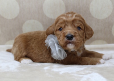 Oregon labradoodle puppies available now mini labradoodles