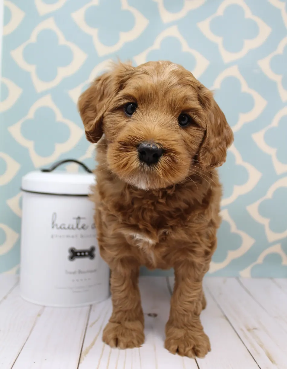 Emma and Watson’s puppies are home