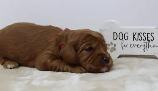 Two weeks Anna