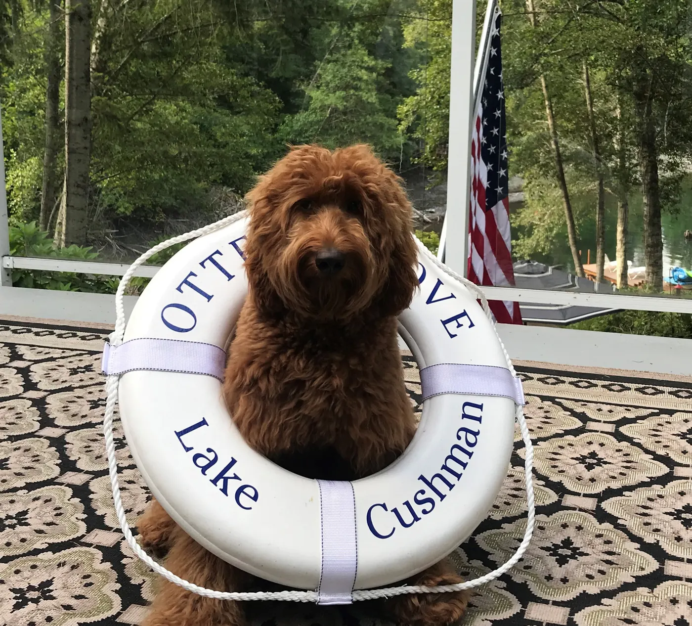 red labradoodles Oregon breeders