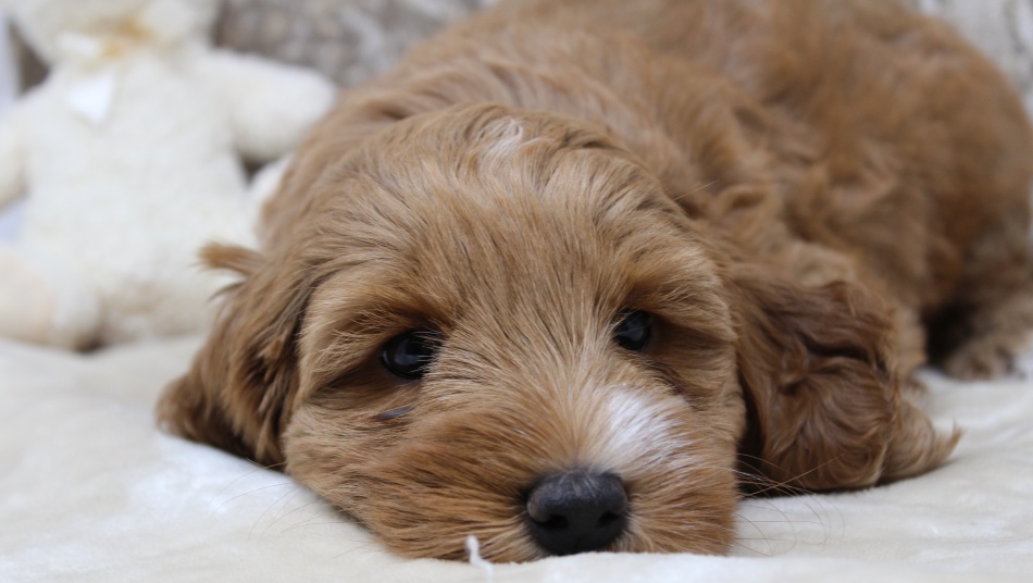 Cora and Bear’s puppies are home