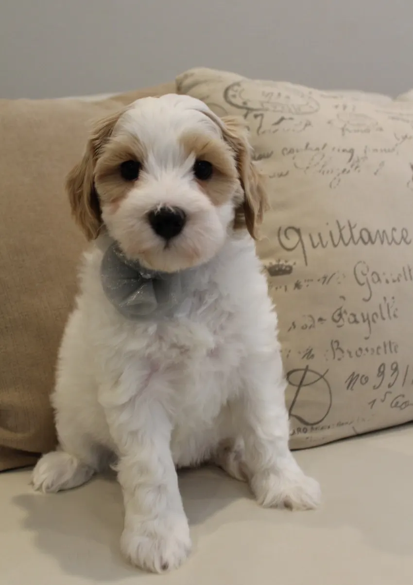Clara Jane and Bear’s pups are home