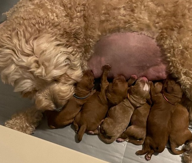 Ava and Watson's puppies are here!