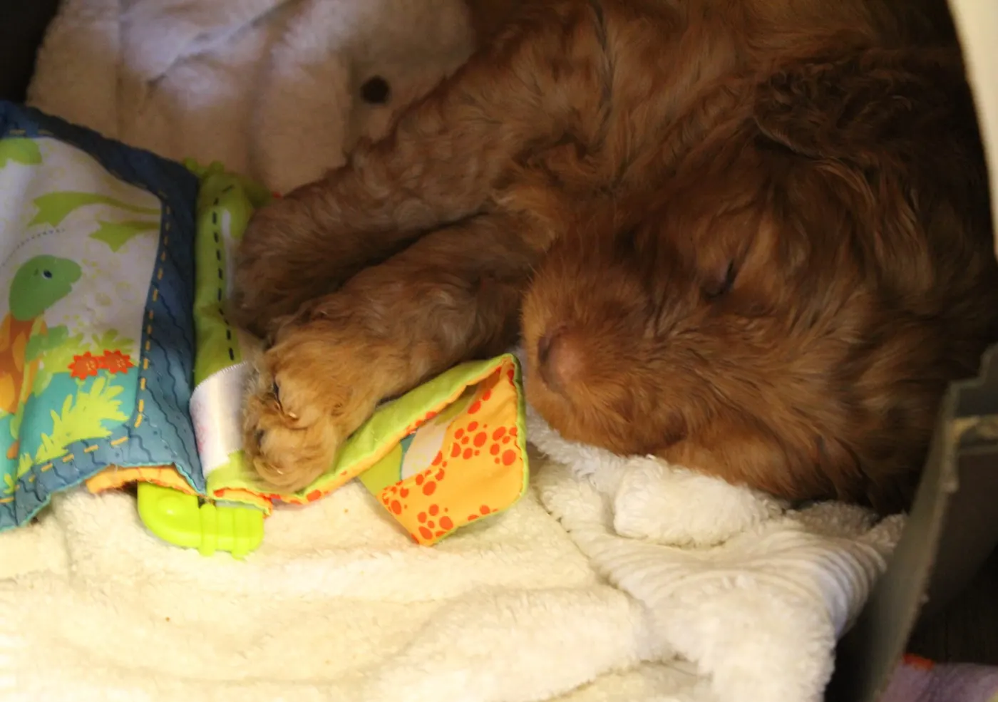 Gracie’s puppies are with their forever families