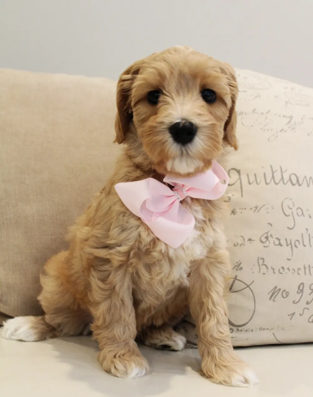 Clara Jane and Bear’s pups are home