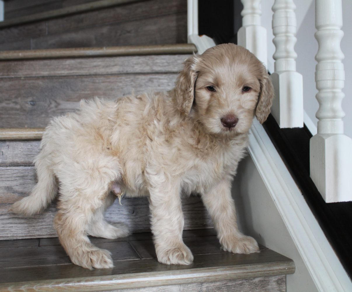 Lizzy and Basil’s pups went home