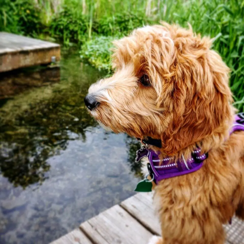 Australian Labradoodles Oregon Salem Sherwood Beaverton