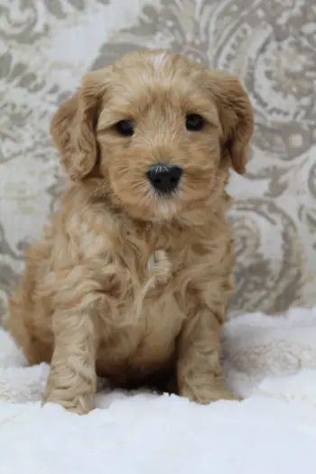 Five weeks Andy