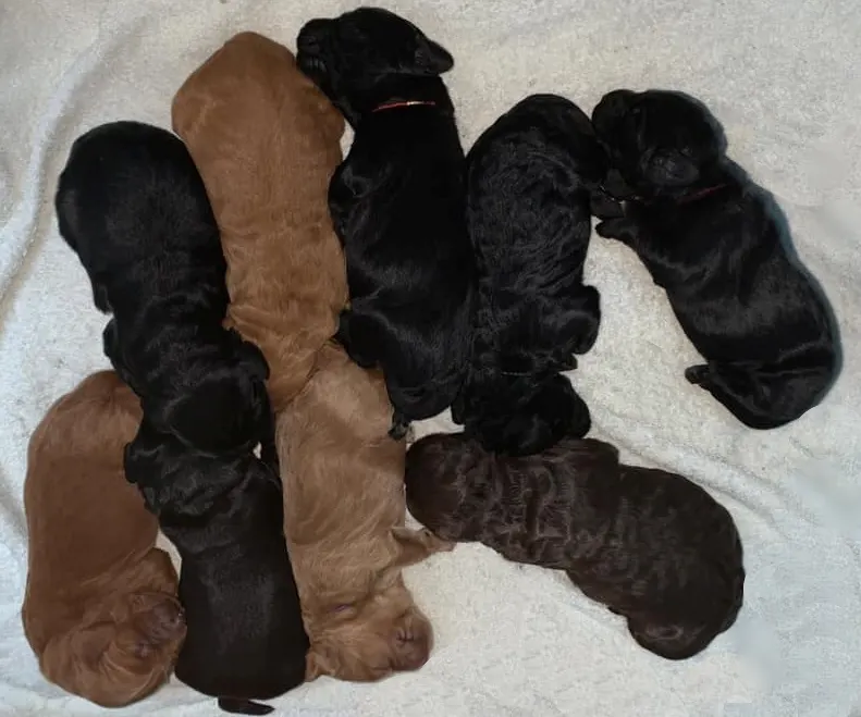 Gracie’s puppies are with their forever families