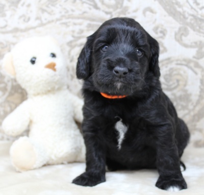 mini labradoodle puppies available therapy nonshedding