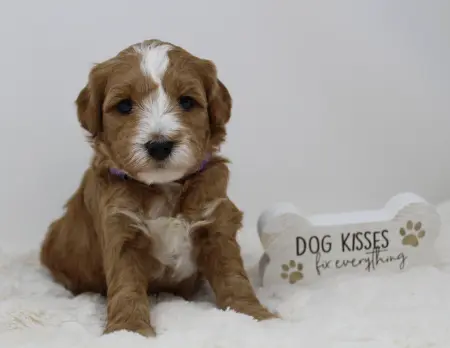 Four weeks Ally