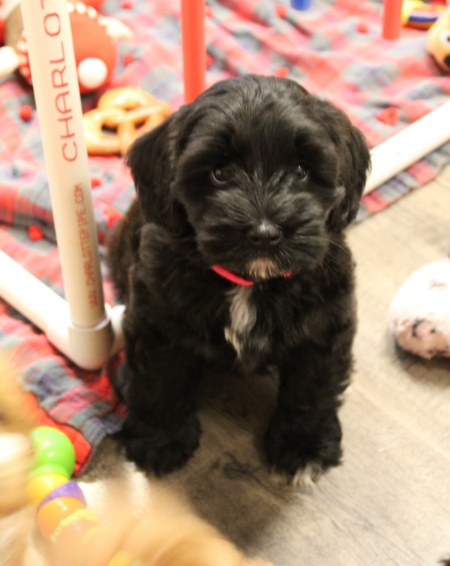 Eight weeks Karly 1