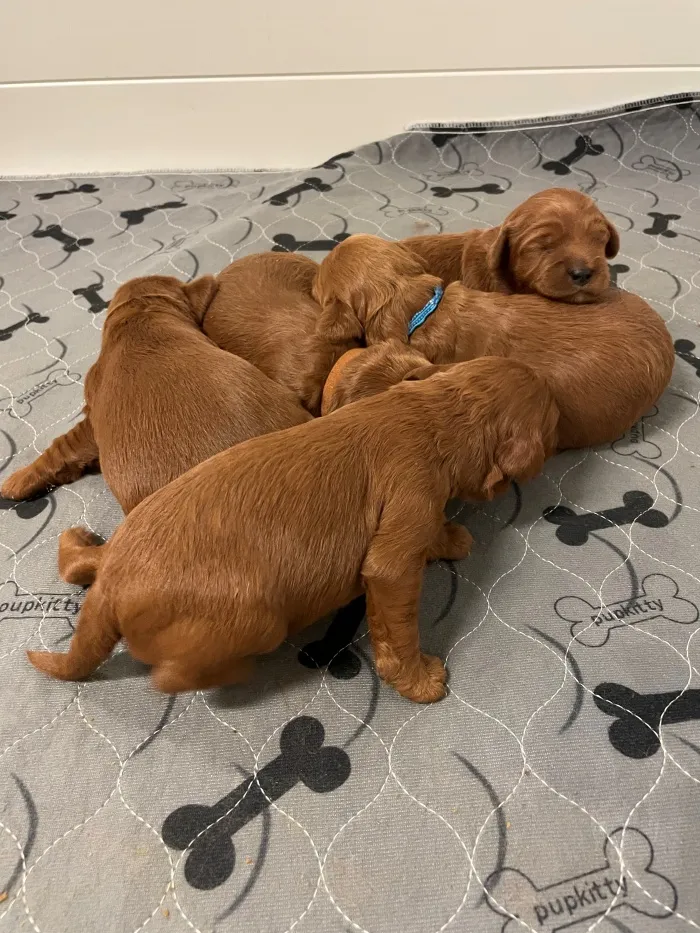 Litter Two Weeks Old4