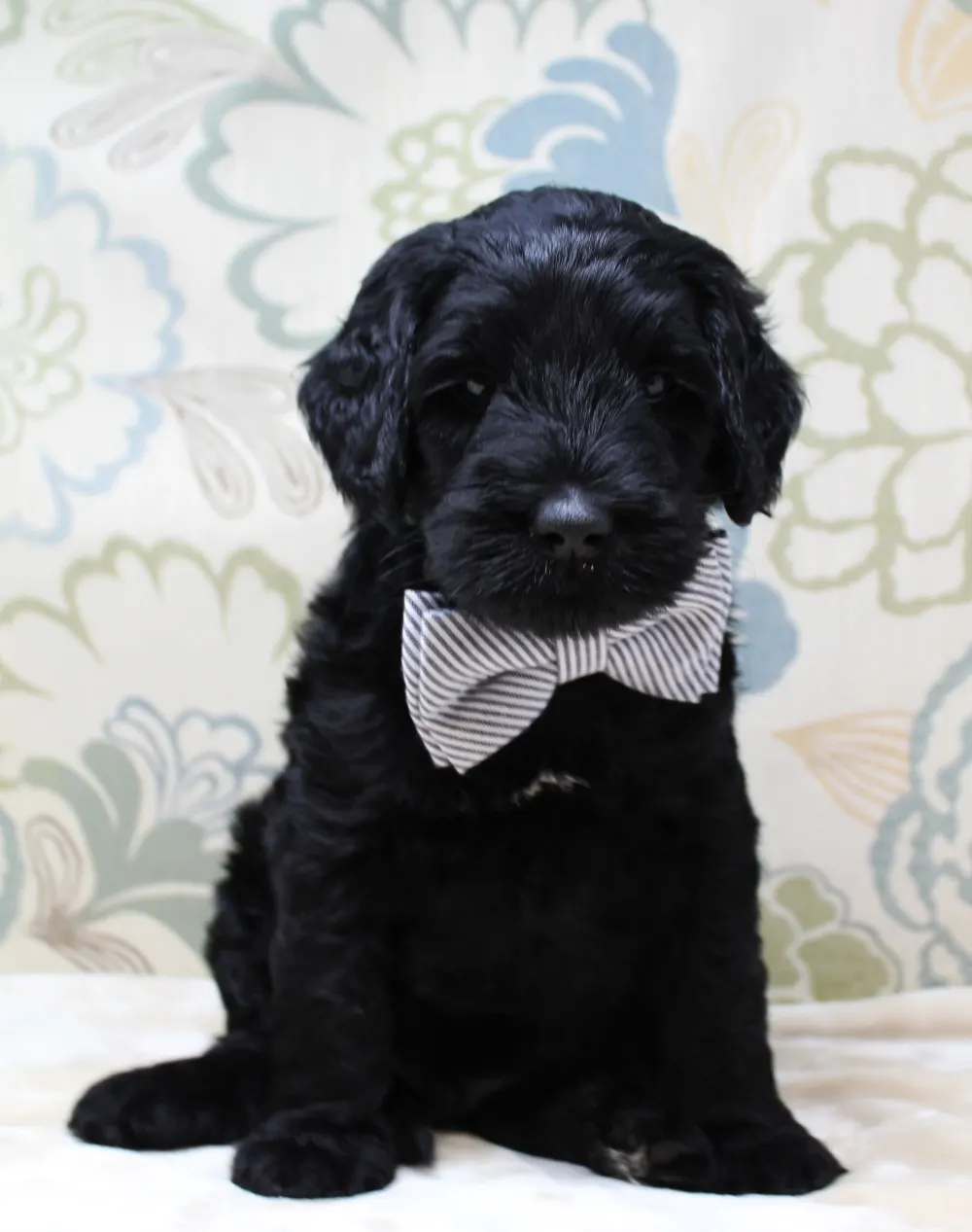black labradoodle puppies