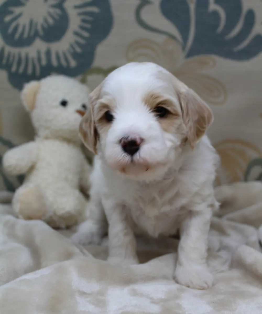 Clara Jane and Bear’s pups are home