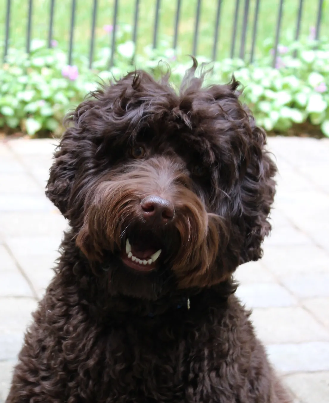 Valley Vineyard Labradoodle