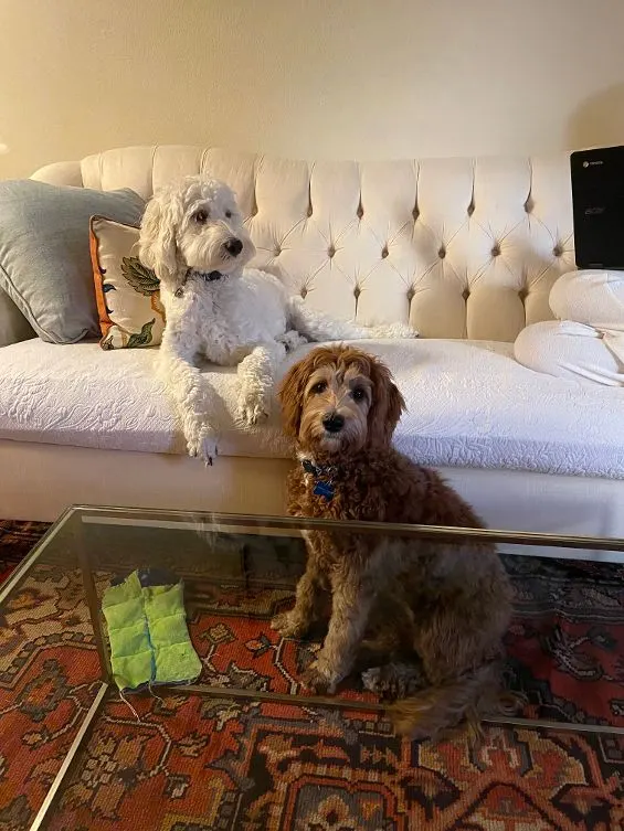 Testimonials about our labradoodle puppies