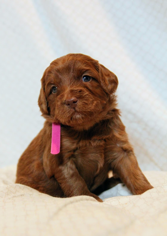 Hazel and Barkley’s puppies are home