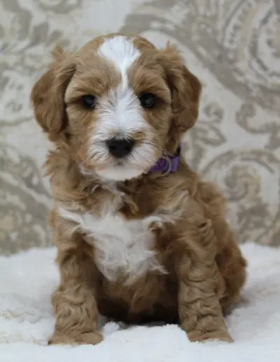 Five weeks Ally