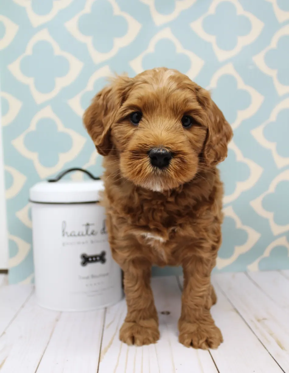Emma and Watson’s puppies are home