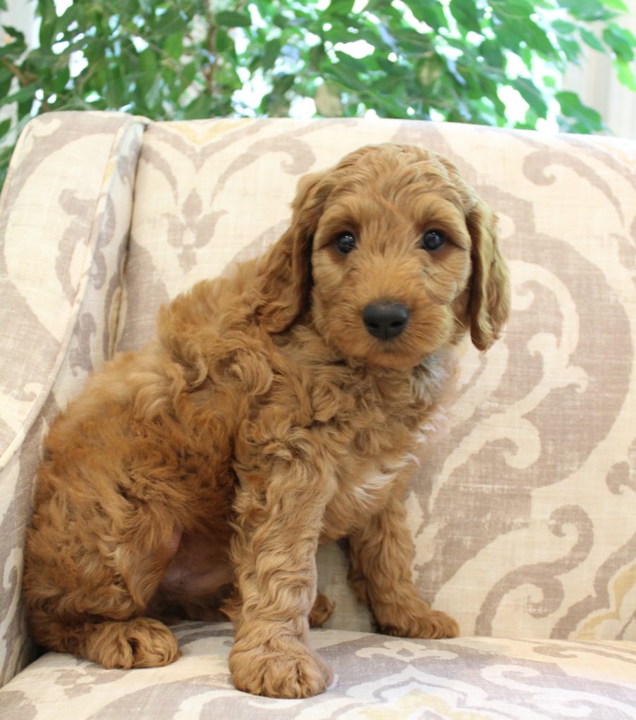 Oregon puppy culture puppies labradoodles