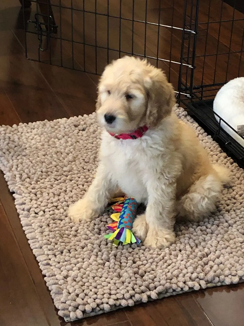 standard labradoodle puppies now