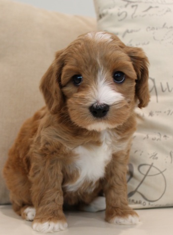 Valley Vineyard Labradoodles best puppies