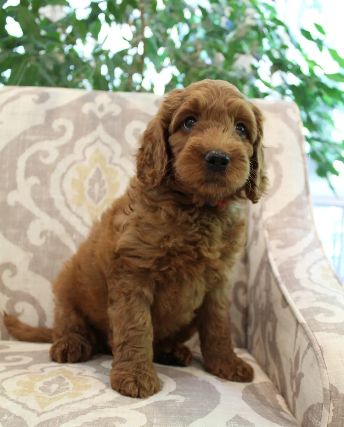 Bella and Gunner’s Bumble Bee puppies are home