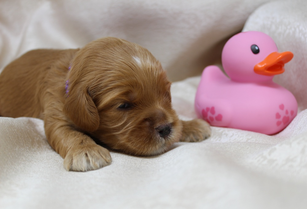 best australian labradoodle breeder