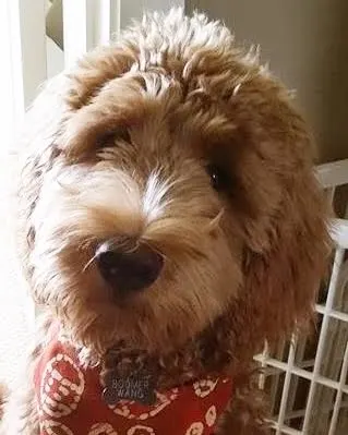 Photo Galley of Valley Vineyard Labradoodles