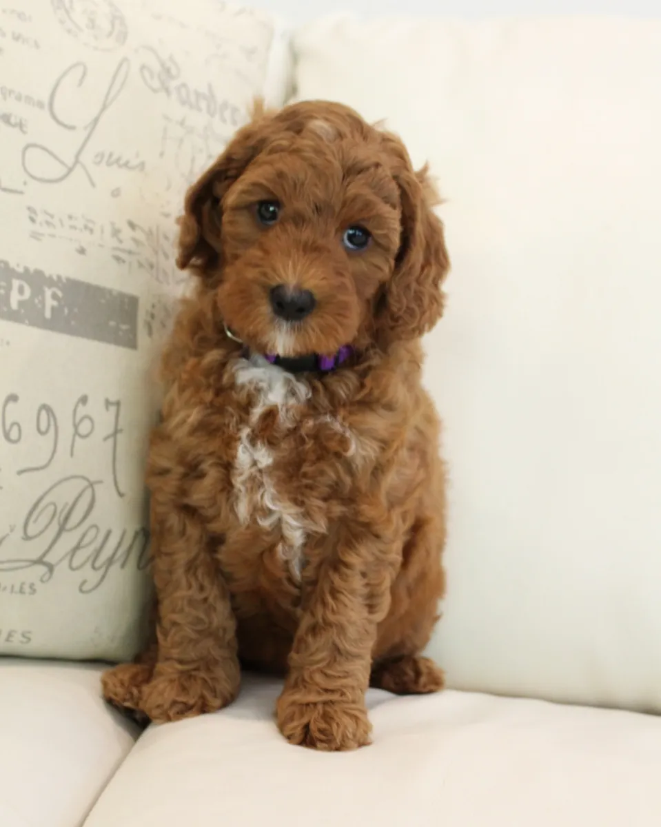 Shirley is now “Mabel” and will be in our program once she passes all of her health testing this year!