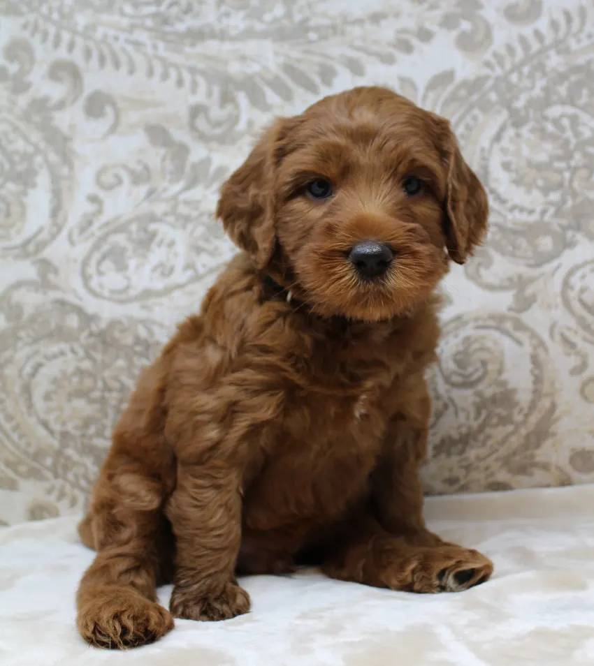 Hazel and Barkley’s puppies are home