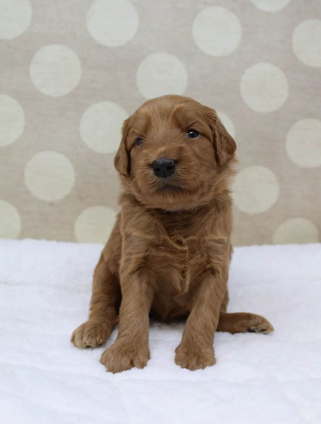 Bella and Gunner’s Bumble Bee puppies are home