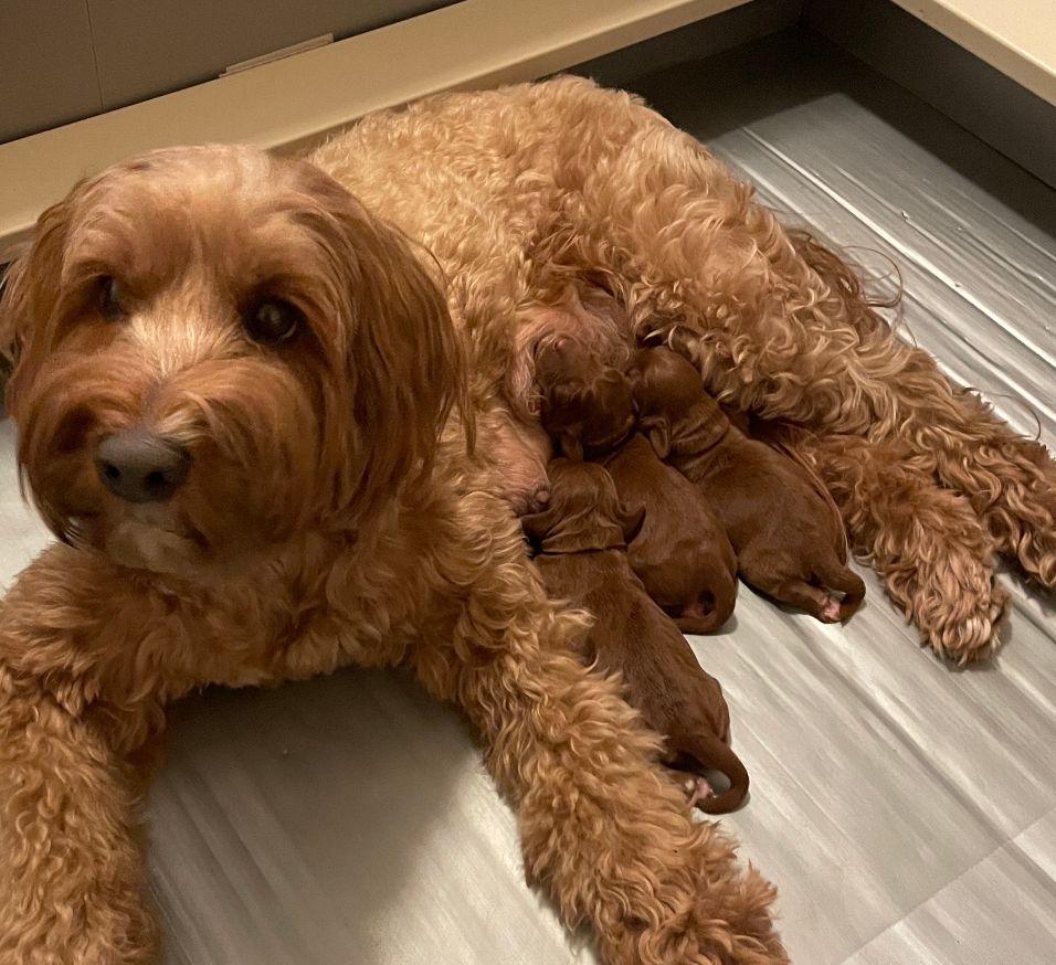 Ally and Nelson's puppies are here!